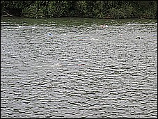 382_8225.JPG